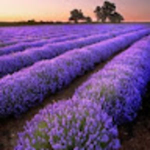 Meet your Posher, Fei